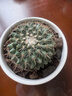 开花仙人球仙人掌带花苞阳台盆栽植物好养室内绿植四季开花绯花玉 紫光殿8-9cm 无花苞 原盆原土发货 晒单实拍图