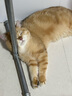 疯狂的主人猫抓板立式贴墙剑麻猫抓垫猫窝防猫抓地毯耐磨不掉屑耐抓猫抓板 实拍图
