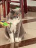 多特思（DOTUS）猫罐头招财金饭碗猫主食罐头奶糕成幼猫全价68g*1罐湿粮餐盒猫饭 实拍图