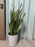 植男植女大型金边虎皮兰植物客厅卧室办公室绿色观叶花卉绿植盆栽源头直发 实拍图