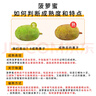 京鲜生 海南老树菠萝蜜 15-20斤装 净重15斤+ 生鲜水果 源头直发 实拍图