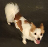 夸克狗粮 金毛阿拉斯加拉布拉多哈士奇马犬萨摩耶德牧中大型犬通用粮 全价成犬粮丨20斤丨送狗粮1斤 实拍图