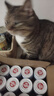 顽皮（Wanpy）三文鱼猫罐头80g*24罐（汤汁型）出口级 猫咪零食happy100果饭儿 实拍图