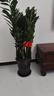 叹为观止 大型盆栽 单杆辫子发财树天堂鸟绿萝散尾葵办公室内开业乔迁礼品 大型金钱树1-1.2米【财源广进】 含盆 实拍图