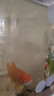 森渊（SENYUAN）定制鱼缸隔离板隔离网亚克力透明订做分离挡板鱼缸隔板 透明30x30cm厚1毫米孔3mm可剪 实拍图