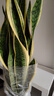 叹为观止大型盆栽金钱榕百合竹金钱树发财树清香木办公室内落地款中型植物 虎皮兰【1.1-1.3米】 不含盆 实拍图