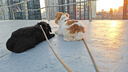 好之味牛肉海藻卵磷脂配方优质鸡肉大型犬成犬通用狗粮10kg金毛萨摩 实拍图