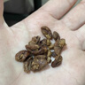 三只松鼠野生山核桃仁500g/盒 每日坚果礼盒炒货零食品 团购送礼 实拍图