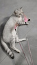 【京东快递】仙女逗猫棒猫咪玩具带铃铛逗猫神器耐咬羽毛逗猫棒 羽毛粉色款1支 实拍图