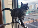 狮子医生猫砂樱花味豆腐猫砂低尘快速团结可冲厕所猫咪用品 2.4kg*4袋 实拍图