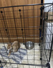 养只宠物（YOUNGER PET）宠物围栏狗狗室内狗笼子中小型犬泰迪柯基隔离门防护栏栅栏狗窝 狗围栏（加粗2*2） 实拍图