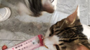 朗生猫零食全价主食猫条成猫幼猫鲜肉猫湿粮宠物食品混合口味 主食级营养/鳕鱼蔓越莓 【多件优惠】20支（14g/支） 实拍图