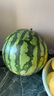 正宗南汇8424西瓜皮薄汁多现摘现发4.5斤-12斤 单果4斤-8斤 10斤-12斤带箱重量 实拍图