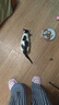 喔喔（WOWO）猫罐头猫零食 猫湿粮成猫宠物猫用浓汤补水罐 混合口味80g*2罐 实拍图