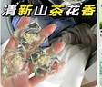 魔法媳妇山茶花洗衣凝珠5d香氛持久留香浓缩版速溶护色去污抑菌柔顺五合一 5D山茶花60颗【袋装】活动款 实拍图