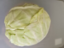 山东新鲜甘蓝包菜卷心菜圆白菜新鲜嫩绿莲花白现摘现发早餐减脂 新鲜包菜 1.5-2斤 人工挑拣 实拍图