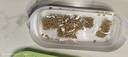 疯狂的主人猫草+6袋小麦种子盆栽无土水培薄荷化去毛球助排毛猫咪零食成幼猫 实拍图