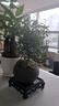 开时果 小叶赤楠盆景摆件 办公室桌面绿植花卉好养盆栽植物源头直发包邮 【热销款】舍得紫砂盆+苔藓+底座 实拍图