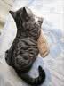阿柴与猫猫薄荷抱枕磨牙耐咬洁牙猫咪玩具糖果自嗨解闷黄麻猫抓板大号 实拍图