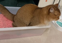 狮子医生猫砂樱花味豆腐猫砂低尘快速团结可冲厕所猫咪用品 2.4kg*4袋 实拍图