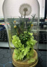 RoseBox蒲公英永生花摆件生日礼物儿童节高级送女生朋友毕业礼品老师同学 实拍图