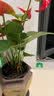 格调生活鸿运当头红掌盆栽绿植花卉室内客厅水培好养白掌一帆风顺四季开花 （3-4朵花）特大号红掌原盆 含盆 实拍图