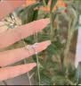 LnieerS999足银蝴蝶结项链女款高级感轻奢小众颈链锁骨链送女友生日礼物 蝴蝶结项链【S999银】 实拍图