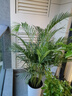 植男植女天堂鸟盆栽客厅室内好养大型绿植办公室乔迁开业鹤望兰源头直发 实拍图