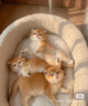 迪尤克（DIYOUKE）全价猫粮 幼猫成猫通用猫干粮 低盐鲜肉美毛 鱼肉味猫粮10kg 实拍图
