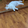 憨憨乐园猫抓板防剑麻草绳猫爪板猫抓垫不掉屑磨爪猫爪垫地毯睡垫用品 实拍图