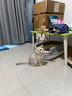 佳朔金渐层活体宠物猫咪幼猫纯种英短全程辅助养猫签订合同双重保障 宠物级 英短银渐层 实拍图