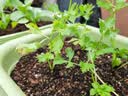 芭芽四季水果小香芹菜苗秧苗大芹菜苗水培老品种白红芹种籽春季蔬菜苗 四季小香芹【鲜嫩脆爽】+肥 12棵 实拍图