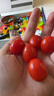 新鲜采摘圣女果樱桃小番茄蔬菜 带箱5斤精选果 实拍图