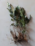 登越正宗茶叶苗龙井茶叶苗绿茶苗铁观音茶苗白茶树苗毛尖茶苗绿化苗 龙井1年苗（10棵装 20cm(含)-30cm(不含) 实拍图