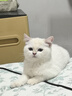 憨憨乐园猫碗双碗猫咪喝水碗猫食盆斜防打翻饭盆狗碗宠物用品 实拍图