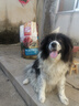 麦富迪 狗粮 无谷牛肉双拼粮全价成犬粮 中大型成犬粮15kg 实拍图