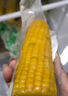 东北黄糯玉米真空包装速食玉米软糯香甜代餐小棒140g-180g 5根装 实拍图