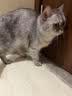 利无影内外驱虫猫狗内外驱虫猫驱虫片狗狗驱虫去跳蚤虱子蜱虫专用 1瓶【狗狗快速驱虫】兽医推荐 实拍图