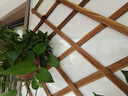 森特玛花架子实木室内悬挂式墙壁上阳台装饰布置客厅盆栽简约 碳色 单个网格 特大号款 实拍图