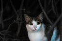 索尼（SONY）【保价11.11】FE 50mm F1.4 GM 全画幅大光圈定焦G大师镜头 人像摄影(SEL50F14GM) 实拍图