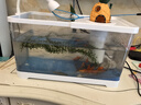 阔庭（KUOTING）缸水族箱生态桌面鱼缸新款懒人鱼缸生态造景过滤制氧一体机白色 实拍图