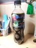 魔力菌菇号见手青可乐云南特产黑松露可乐独特风味新奇特色 【见手青风味】可乐500ml*3瓶 实拍图