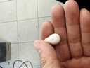 百迪班隐形蓝牙耳机无线迷你小型睡觉不压耳侧躺睡眠久戴不痛微型耳机小巧超小不闪灯2025年新款降噪游戏 白色【久戴不痛自动降噪】 实拍图