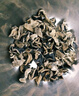 黑森东北秋木耳500g（1斤装）袋装牡丹江木耳东北特产小碗耳肉厚脆爽 实拍图
