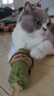 柒哦猫玩具逗猫棒超大猫薄荷棒自嗨解闷耐咬猫木天蓼薄荷球猫咪磨牙棒 【超大超粗】猫薄荷磨牙棒 实拍图