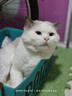 憨憨乐园猫指甲剪LED灯宠物猫咪狗狗剪指甲钳子神器指甲刀带灯美容工具J 实拍图