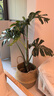 植男植女七彩铁千年木室内盆栽办公室观叶大型植物客厅好养龙血树源头直发 实拍图