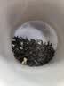 音朗 茶叶茉莉花茶七窨一提明前新茶 霸王茶几伯牙绝弦奶茶平替250g 实拍图