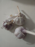 京喜自营精选大蒜水果蒜调料蔬菜火锅烧烤牛肉小龙虾食材 特价3头 50g 单果3.5-5cm 实拍图