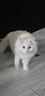 沃趣 纳基矿砂无尘矿物质结团快无尘小颗粒矿土吸水猫咪用品18斤 实拍图